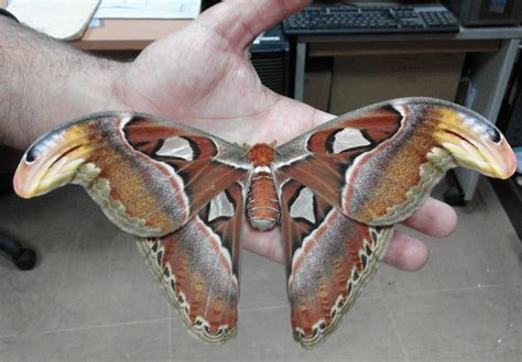 Image result for Large Moth
