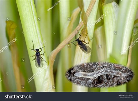 Fungus Gnats Larvae
