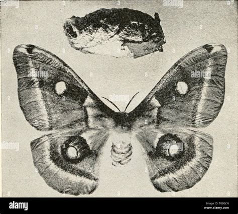 Elementary entomology . elementaryentomo00sand Year: [c1912] FIG. 338 ...