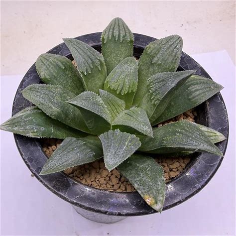 Image result for Pyramid Shapes in Python