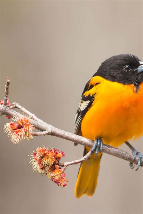 Download Baltimore Oriole Bird Silver Maples Animal Photography Picture ...
