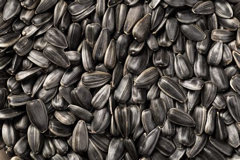 What Are Black Oil Sunflower Seeds? | The Family Handyman