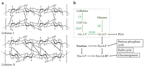 From Nature to Lab: Sustainable Bacterial Cellulose Production and ...
