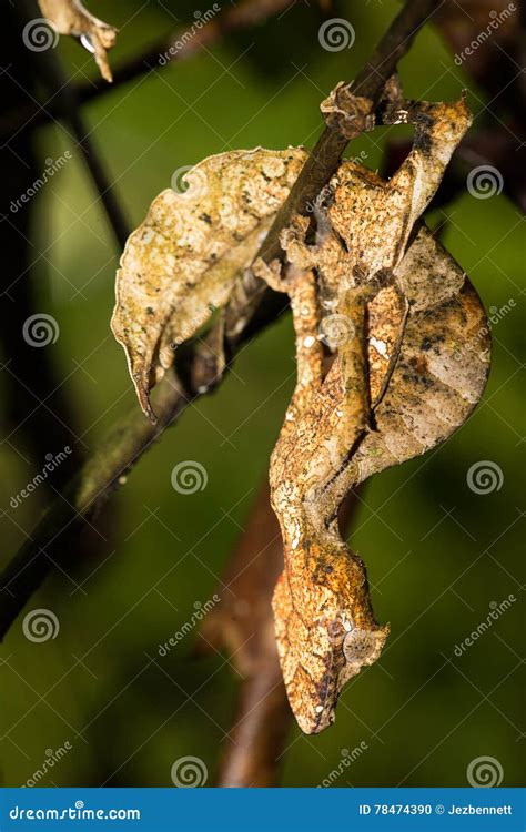 Satanic Leaf-tailed Gecko (Uroplatus Phantasticus) In Ranomafana Rain ...