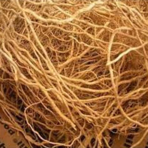 Organic Vetiver Root, Natural organic Herb, Chrysopogon zizanioides, K ...