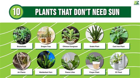 The Best 10 Plants That Don't Need Sun - A-Z Animals