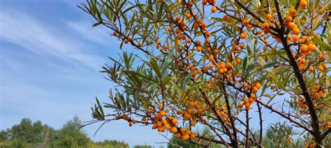 Buy Original Sea Buckthorn Products Online in India | Wellwith
