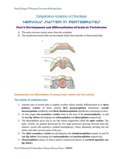 Nervous systems in vertebrates: T.Y.B.Sc. Sem VI Notes | PDF