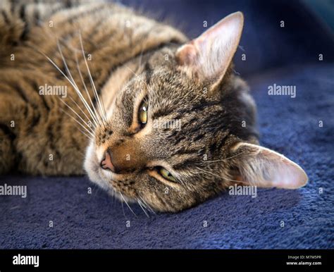 Blue tabby cat hi-res stock photography and images - Alamy