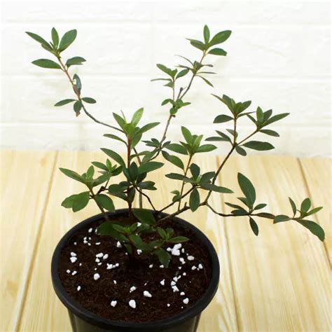 Dwarf Azalea (Rhododendron atlanticum) Plant – Lalit Enterprise