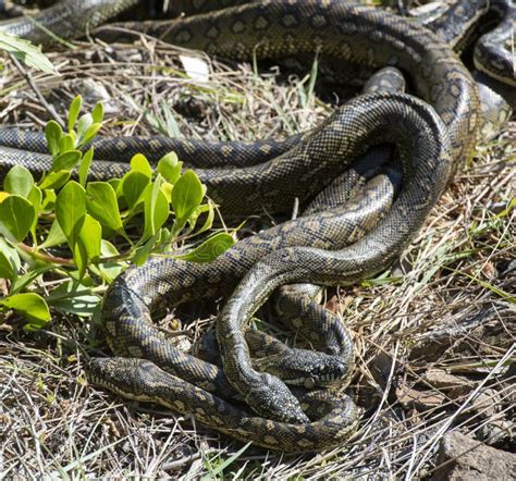 Python Snakes Mating 的图像结果