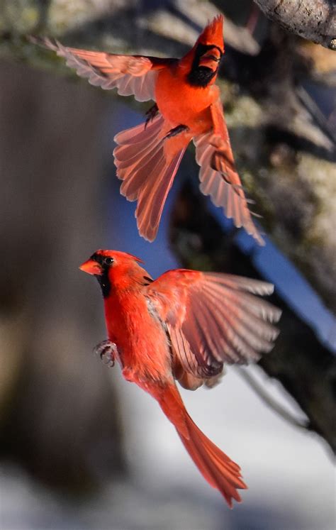 Male Cardinal In Flight Northern Cardinal Bird In Flight Isolated On