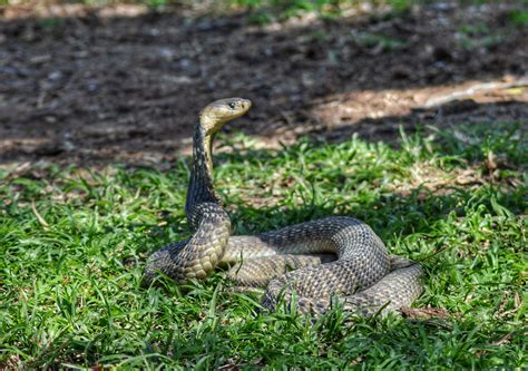 Snake Identification Guide 的图像结果