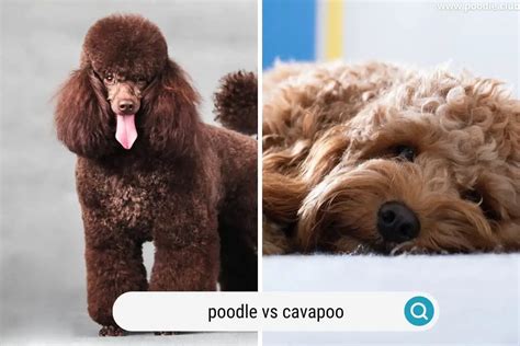 Image result for Poodle Cavapoo