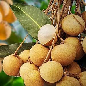 Longan Fruit Dragon Eye Fruit Plant (Ashfal Grafted) Live Plant Genuine ...