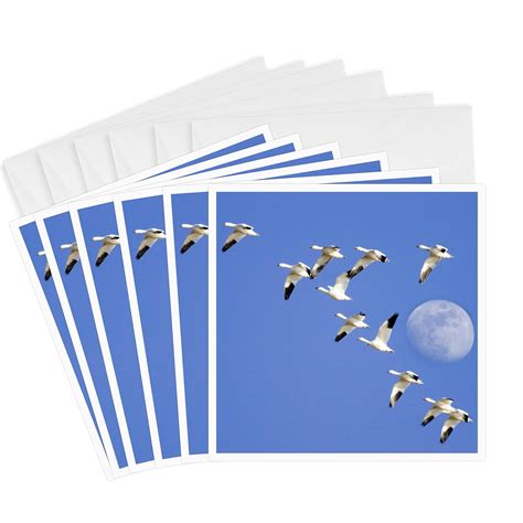 Snow geese birds Freezeout Lake NWR Montana - Chuck Haney- Greeting ...