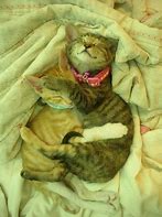 Image result for Cat Hugs Bunny