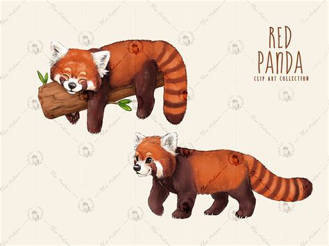 Cute Red Panda Clipart Bundle, Red Panda PNG Clip Art Pack, Red Panda ...