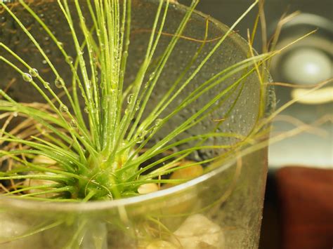 How to Properly Water Air Plants 的图像结果