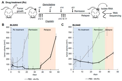 Methionine Adenosyltransferase 1a (MAT1A) Enhances Cell Survival During ...
