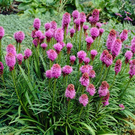 Buy hardy perennial Dense blazing star Liatris spicata 'Kobold ...