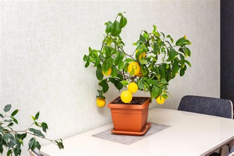 Image result for Full-Grown Lemon Tree
