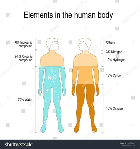 Image result for Human Body Elements