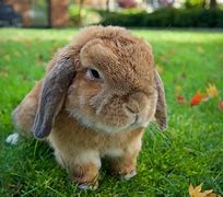 Image result for French Lop vs Mini Lop