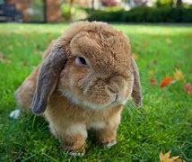 Image result for Lop Bunny Black and White Clip Art