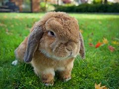 Image result for Lop Eared Dutch