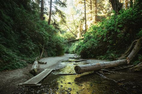 How To Find Fern Canyon Trail (2024 Permits Details) - The Mandagies