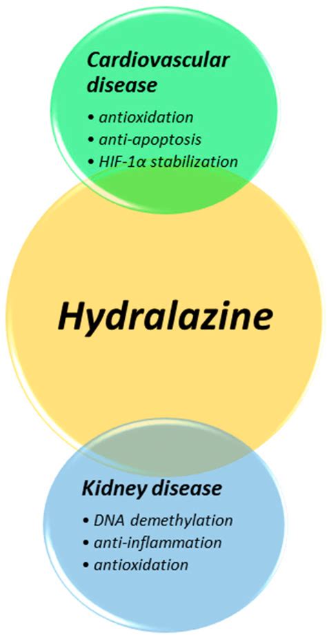 Hydralazine: Understanding its side effects and contraindications