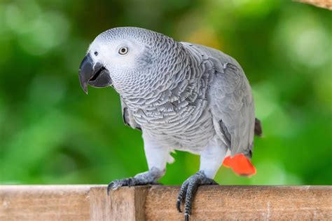 How Much Does an African Grey Parrot Cost? (2026 Updated)