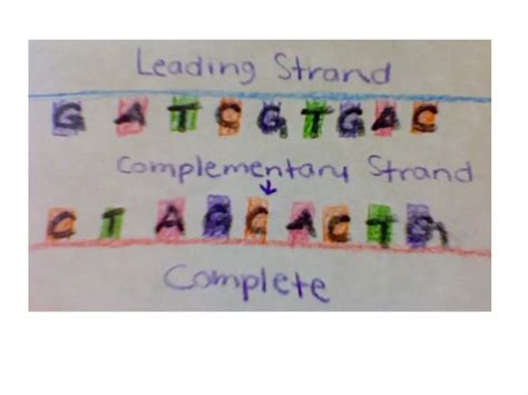 DNA Replication Process Model 的图像结果