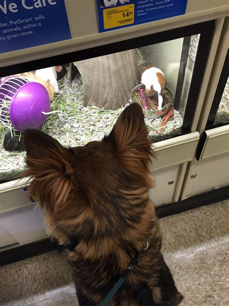 PetSmart, 1750 Innes Rd, Gloucester, ON - MapQuest