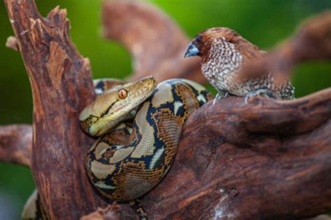 Image result for Reticulated Python Fangs
