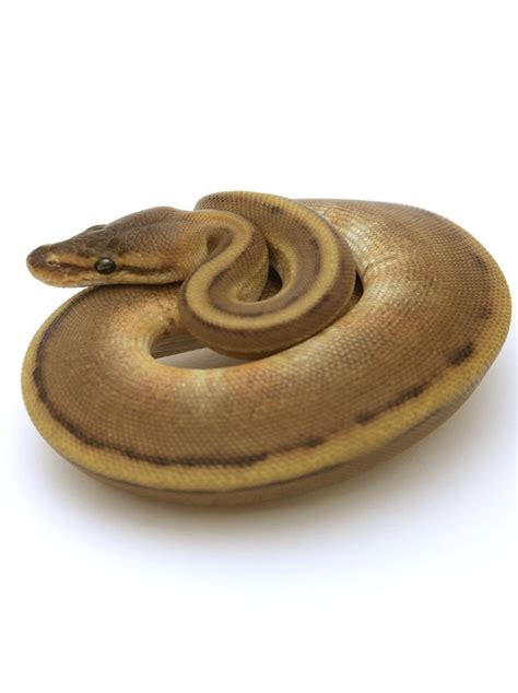 Image result for D Stripe Ball Python