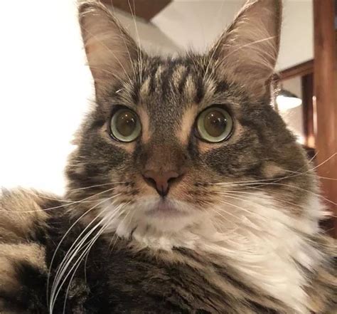 猫猫哪个时期最可爱？日本推主的回答，获得了近10万网友点赞…_世界