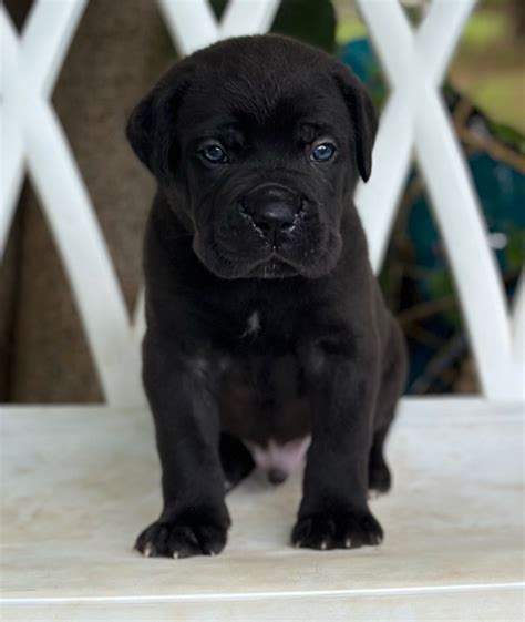 José Castillo - Cane Corso Puppies for Sale in Denison, TX | AKC ...