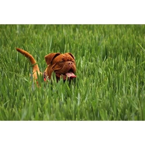 Cute Dog In The Garden