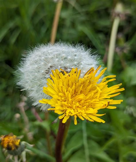 Are dandelions weeds or something much more special? | Homes and Gardens
