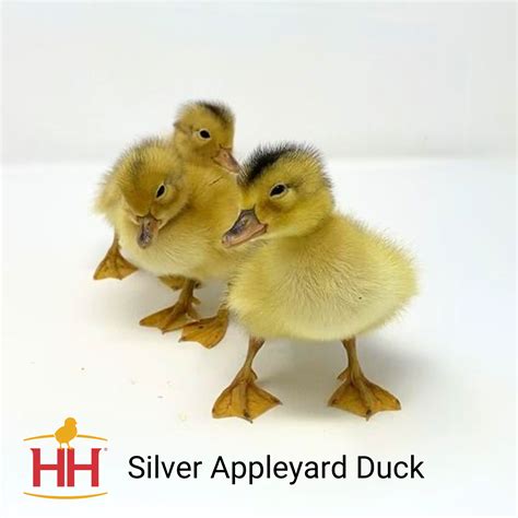 Silver Appleyard Duck- Straight Run | Hoover's Hatchery