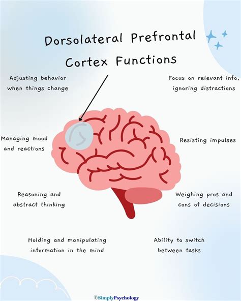 Image result for Dorsolateral Prefrontal Cortex
