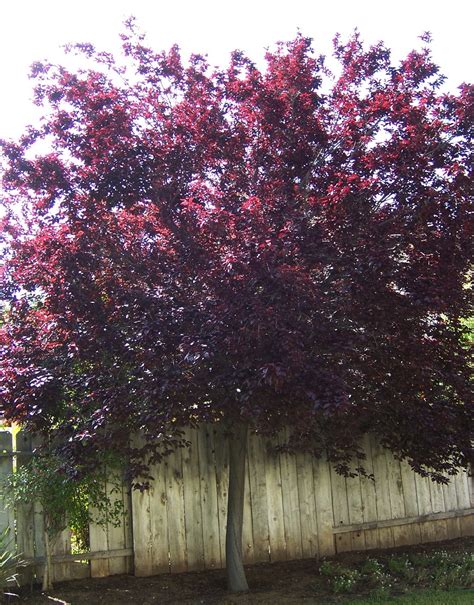 The 2 Minute Gardener: Photo - Purple Leaf Plum Tree (Prunus cerasifira)