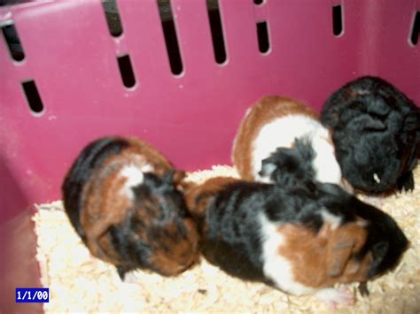 Meerschweinchen Kleinanzeigen