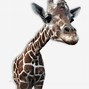 Image result for Baby Animals Clip Art Free Images
