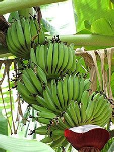Cloud Farm Banana Plant Price in India - Buy Cloud Farm Banana Plant ...