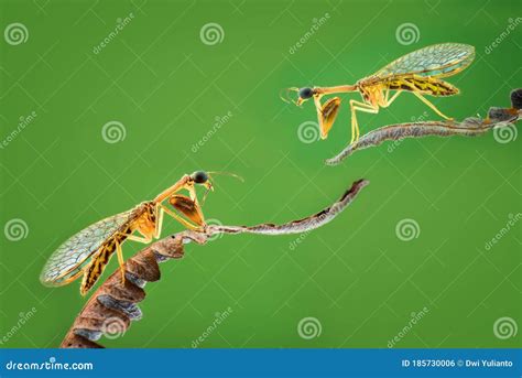 Mantisflies Macro Shoot, Mantis Fly Macro Photography Stock Photo ...