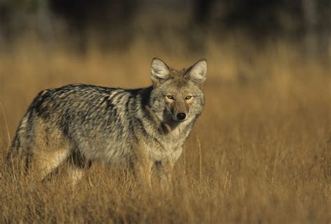 Quail Predators 的图像结果