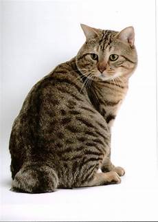 cat breeders cat photos and information cat breeders cat photos and information